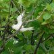 46- Une sterne dans la mangrove 
